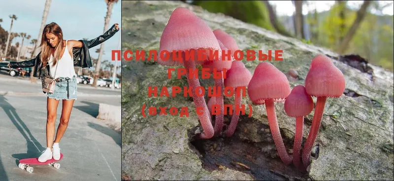 Галлюциногенные грибы Psilocybine cubensis  купить закладку  Звенигово 